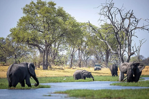 Elephant bulls at the water with safari vehicle, Okavango Delta, Botswana