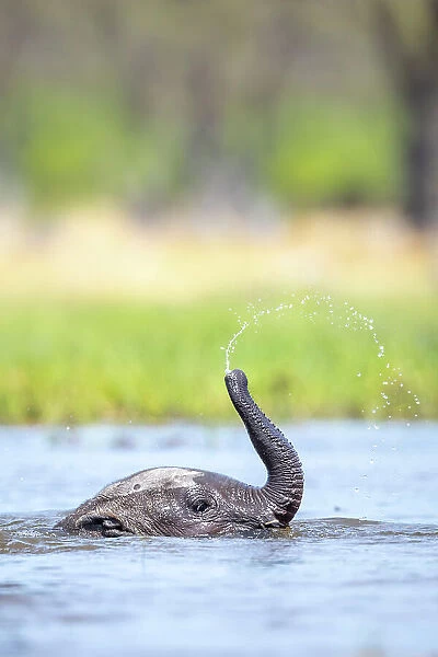 Elephant calf playing in the water, Okavango Delta, Botswana