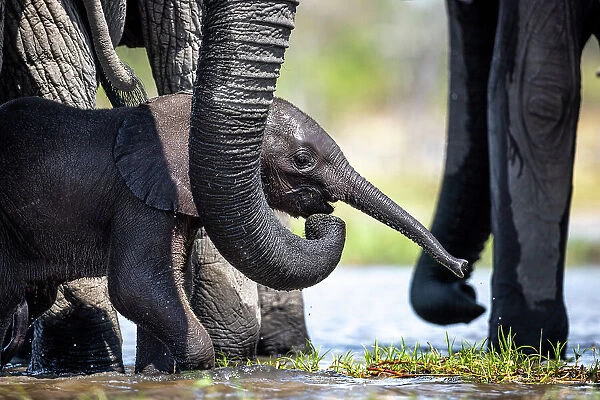 Elephant calf in the water, Okavango Delta, Botswana