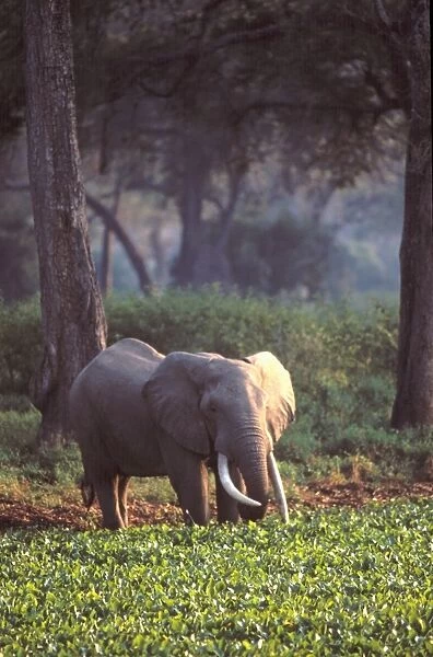 Elephant in early morning mist feeding on water hyacinths