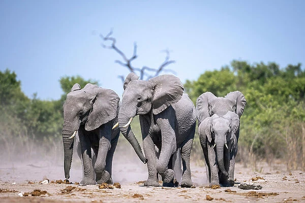 Elephant herd on their way to water, Okavango Delta, Botswana