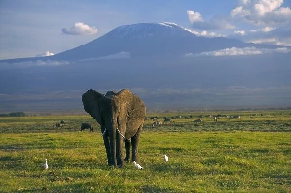 Elephant, Mt