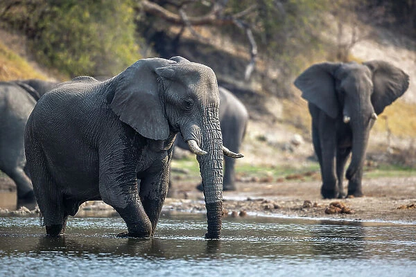 Elephant in river, Boteti River, Botswana