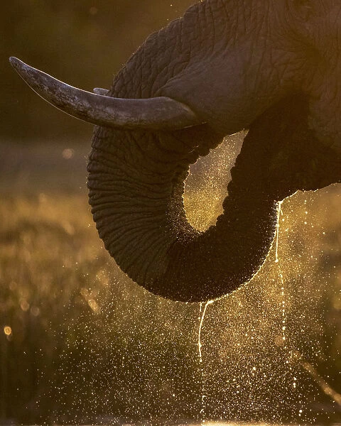Elephant trunk drinking, Okavango Delta, Botswana