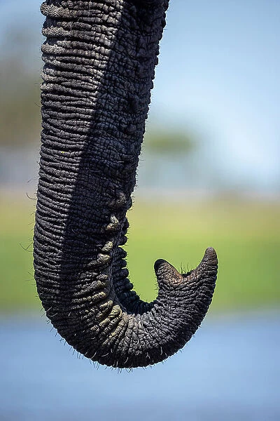 Elephant trunk at the water, Okavango Delta, Botswana