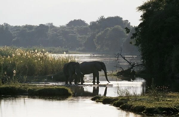 Elephants drink from the channel outside camp