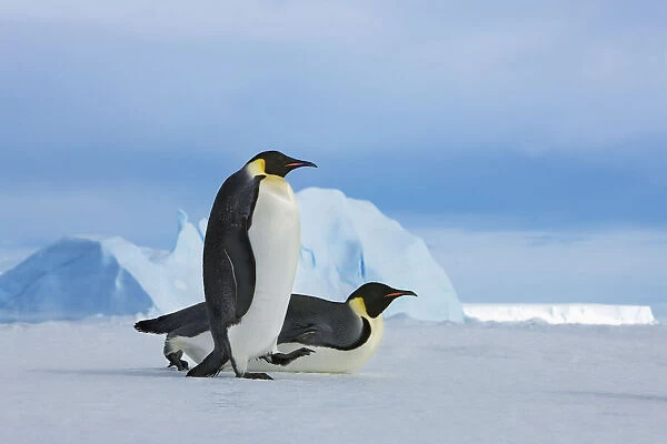 Emperor penguin group with iceberg - Antarctica, Antarctic Peninsula, Snowhill Island