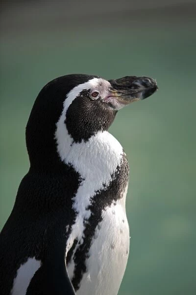 England, Gloucestershire. African or black-footed (formerly Jackass) penguin at the Cotswold Wildlife Park