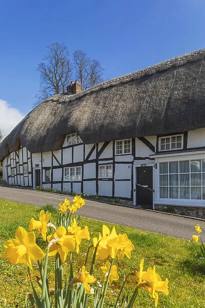 England, Hampshire, Test Valley, Wherwell, Thatched Cottages in the Spring