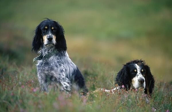 English setters on the moor