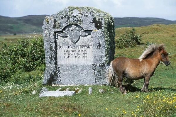An Eriskay pony stands beside the memorial to John