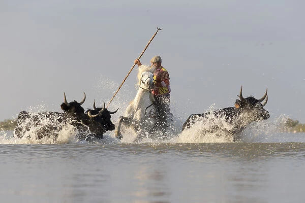 Europe, France, Provence-Alpes-CA´te d'Azur, Bouches-du-Rhone, Camargue, Saintes-Maries-de-la-Mer, a guardian drives a herd of bulls through a lake in the Camargue