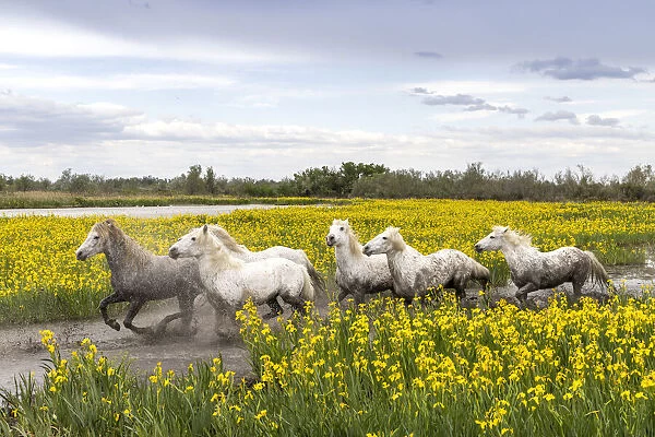 Europe, France, Provence-Alpes-Cote d Azur, Bouches-du-Rhone, Camargue, Saintes-Maries-de-la-Mer, white horses run through a field of yellow iris in the Camargue