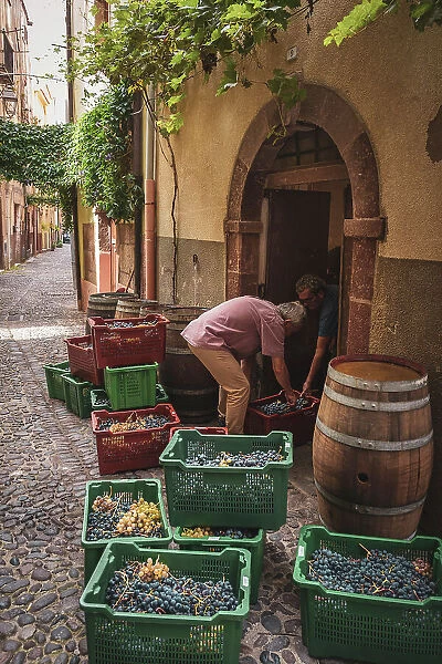 Europe, Italy, Sardinia. Men busy taking the harvested grapes into the cellar in Bosa