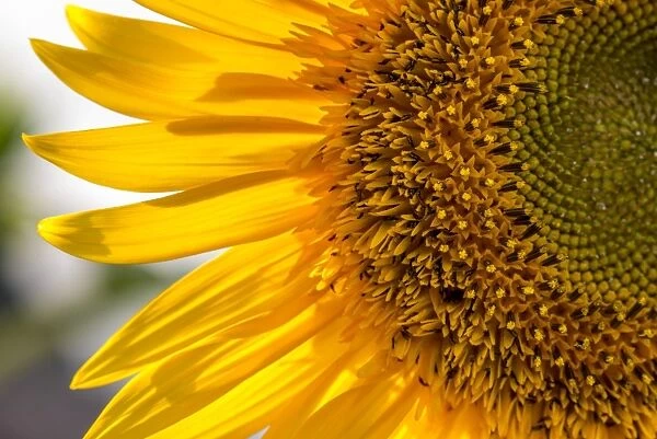 Europe, Italy. Sunflower in a garden