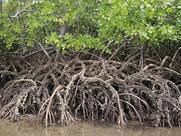 The exposed barnacle-encrusted roots of mangrove trees