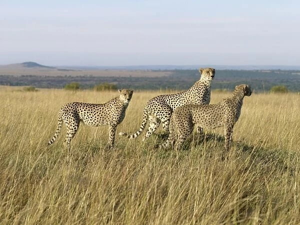 A family of three young cheetahs stand on a termite