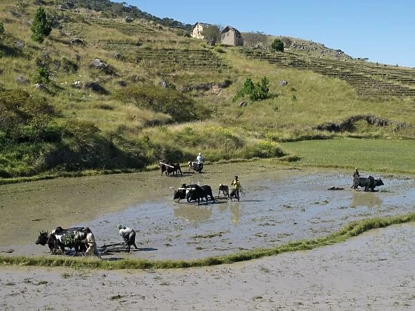 Farmers use tines pulled by oxen to prepare rice paddies for planting