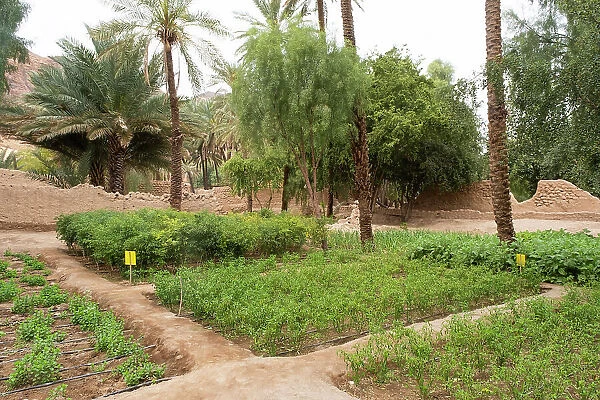Farming in the Oasis of Al-Ula, Medina Province, Saudi Arabia