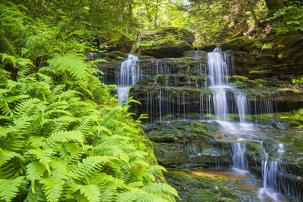 Ferns & Waterfall, Ricketts Glen State Park, Sullivan County, Pennsylvania, USA