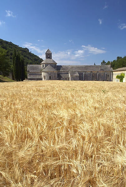 Field of Barley & Senanque Abbey, Alpes de Haute, Provence, France
