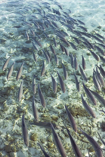Fish swarm - Maldives, Haa Alifu Atoll, Dhonakulhi - Island Hideaway