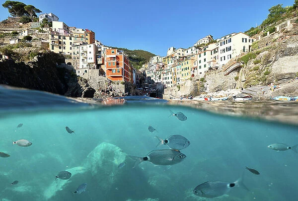 fish swim in the sea of Riomaggiore, Riomaggiore, National Park of Cinque Terre, La Spezia province, Liguria, Italy