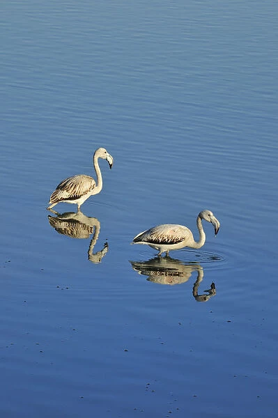 Flamingos (Phoenicopterus roseus) in the marshes of the Sado Estuary Nature Reserve