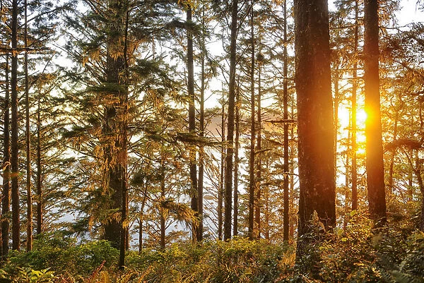 Forest at Cape Alava, Olympic National Park, Clallam County, Washington, USA
