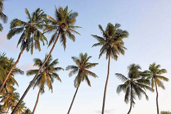 Forest of palm trees during a sunrise, Zanzibar, Tanzania