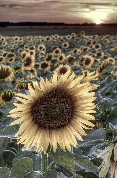 France, Centre Region, Indre-et-Loire, Sainte Maure de Touraine, Sunflowers in Sunflower