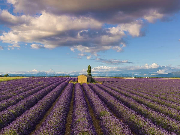 France, Provence Alps Cote d Azur, Haute Provence, Valensole Plateau
