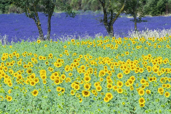 France, Provence, Lavender and Sunsflower field