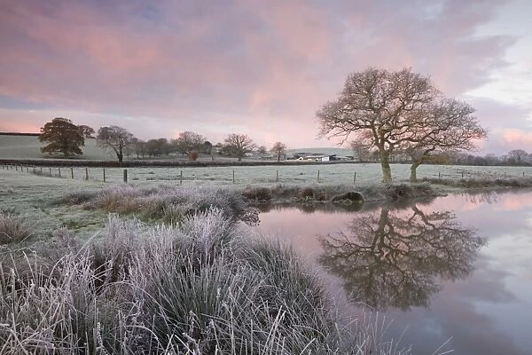 Frosty conditions at dawn beside a pond in the countryside, Morchard Road, Devon, England