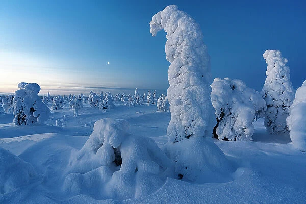Frozen snowy trees during the blue hour, Riisitunturi National Park, Posio, Lapland, Finland