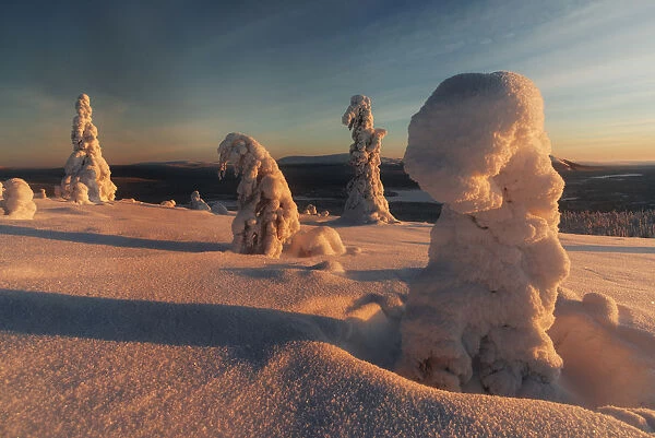 Frozen trees of Lapland at sunrise in winter, Akaslompolo, Yllastunturi National Park