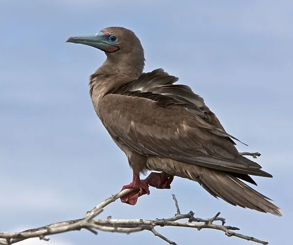 Galapagos Islands, A red-footed booby on Genovese Island which harbours the largest colony of these boobies in