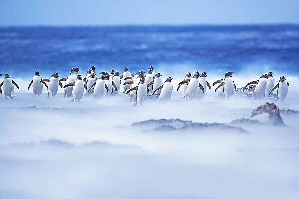 Gentoo Penguins (Pygocelis papua papua) walking through a sandstorm, Sea Lion Island
