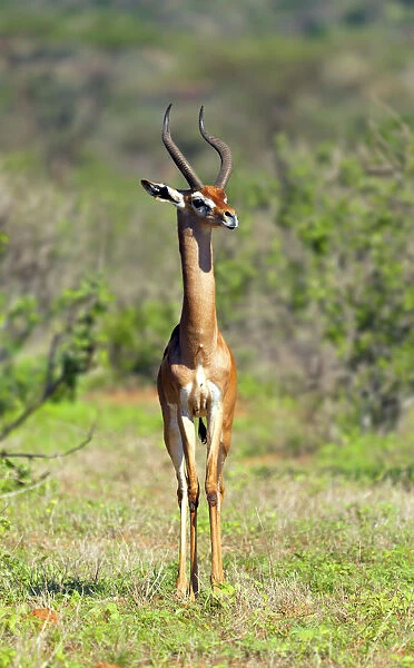 Gerenuk (Litocranius walleri), Samburu National Reserve, Kenya