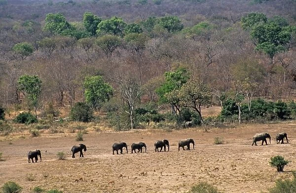 Ghana, Northern region, Mole National Park