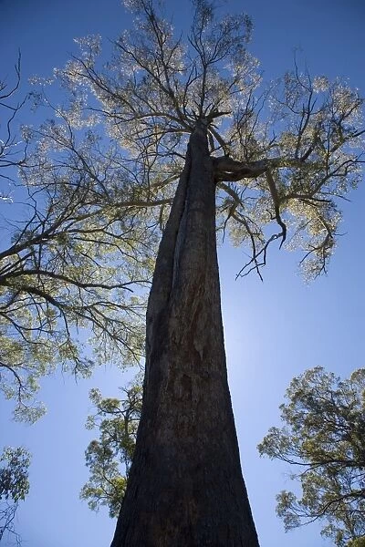A giant gum tree in Tasmania