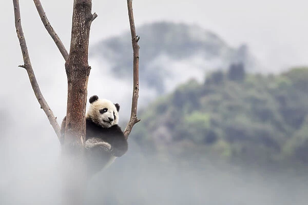 giant panda cub (Ailuropoda melanoleuca) climbing a tree in a panda base, Chengdu region