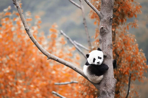 giant panda cub (Ailuropoda melanoleuca) in a panda base, Chengdu region, Sichuan, China