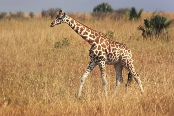 Giraffe, Murchison Falls Conservation Area