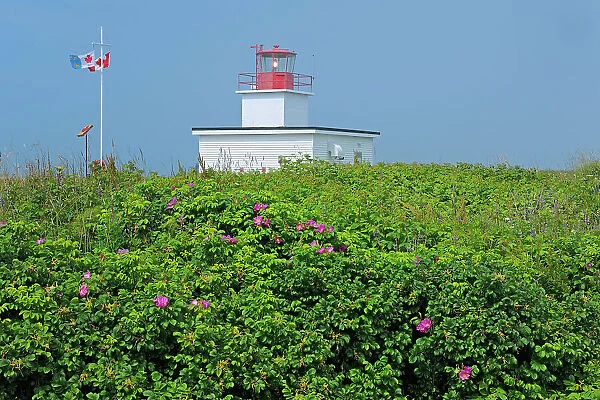 Grand Passage Lighthouse and rose bushes Brier Island Nova Scotia, Canada