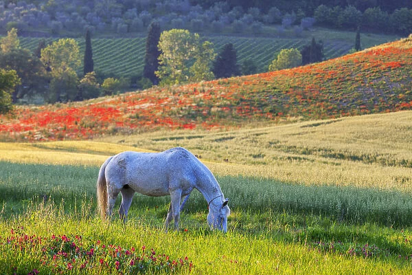Grazing White Horse, Tuscany, Italy