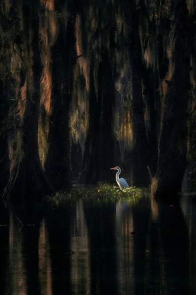 Great egret (ardea alba) in Lake Martin at sunrise, Athcafalaya basin, Louisiana, USA