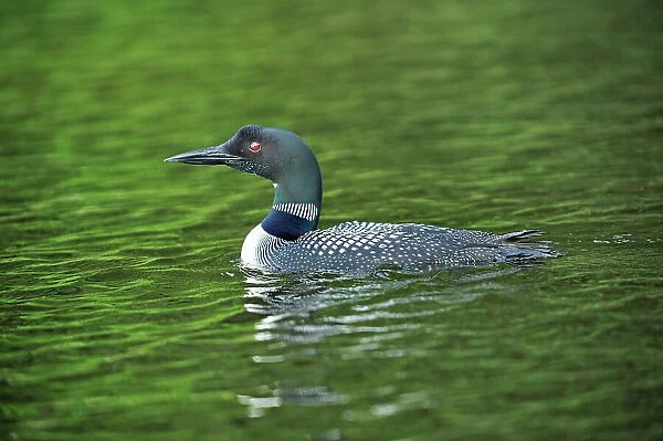 Great northern or common loon Gavia immer on Cassels Lake Temagami, Ontario, Canada