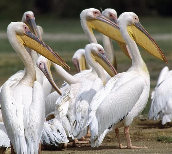 Great White Pelicans (Pelecanus onocrotalus) at Amboseli
