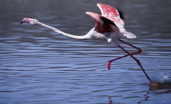 A greater flamingo takes off from the alkaline waters of Lake Bogoria